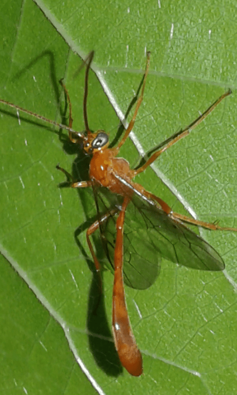 Ichneumonidae : Enicospilus sp.? S